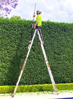 Rectangle-Hedge-Trimming