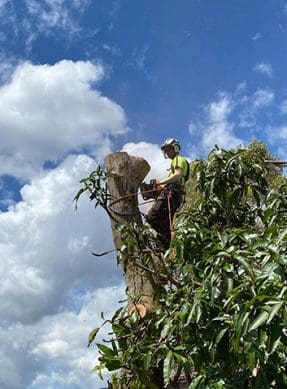 Rectangle-Removing-Dead-Eucalyptus-Tree